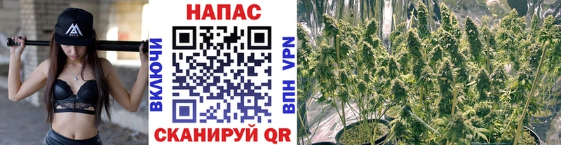 Купить где  Солнечногорск  Бошки марихуана гибрид 